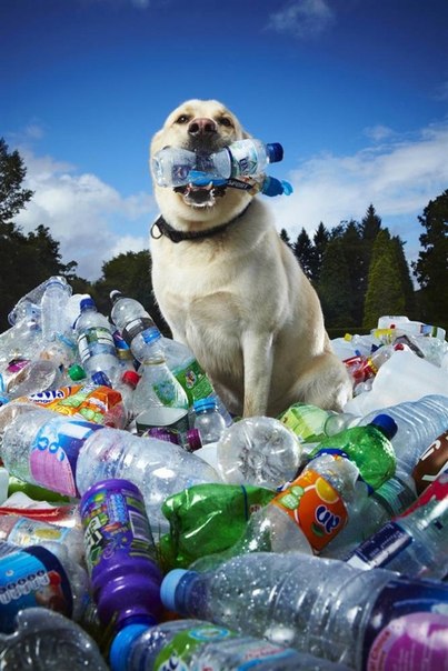 Лабрадор по кличке Табби Сандры Гилмор из Великобритании за последние шесть лет помог сдать в переработку около 26 000 пластиковых бутылок. Пес собирает бутылки во время ежедневных прогулок, сминая и отдавая их хозяйке.