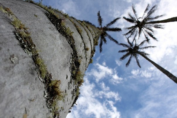 Кокора – долина уникальных пальм c самой большой пальмой в мире