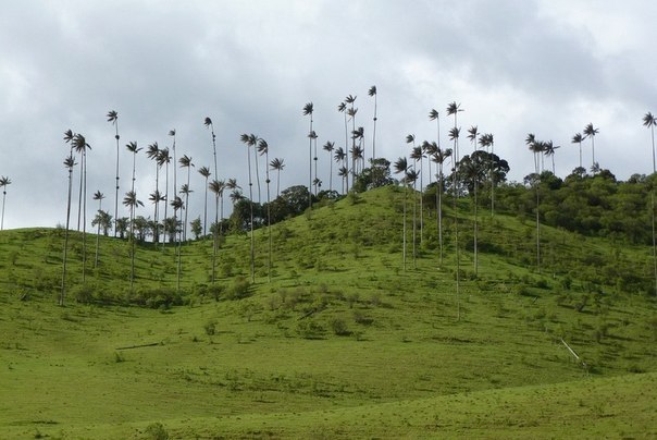 Кокора – долина уникальных пальм c самой большой пальмой в мире