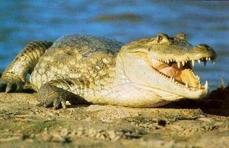 Крокодилы глотают камни, чтобы глубже нырнуть.