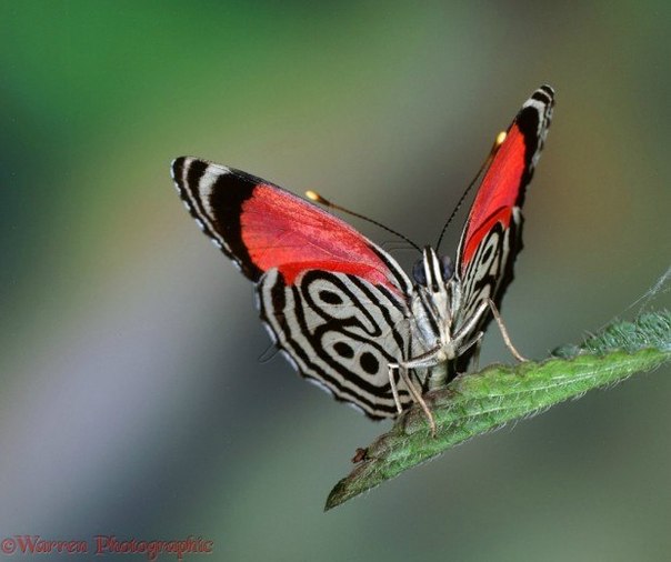 Удивительная бабочка с цифрой 89
