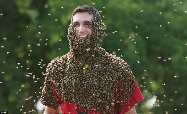 Конкурс пчелиных бород