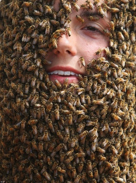 Конкурс пчелиных бород