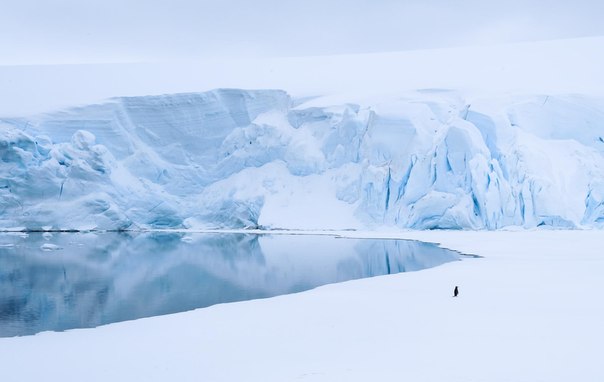 Одинокий пингвин. Антарктика