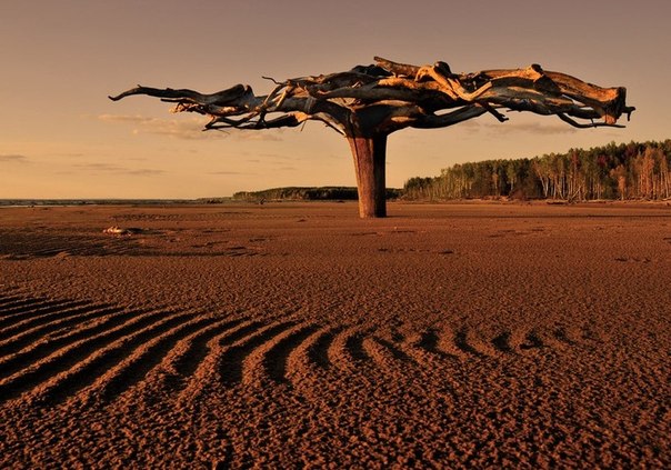 Это необычное чудо-дерево находится в верховье реки Камы. А необычного в нем то, что оно вкопано в песок корнями вверх, размах которых составляет 5-6 метров