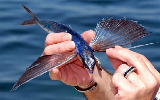 Летучие рыбы, или двукрыловые. Отличительной особенностью рыб является их необычно большие грудные плавники, позволяющие рыбам выпрыгивать из воды и осуществлять непродолжительный парящий полёт.
