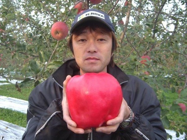 Самое тяжелое яблоко весило 1 849 грамм. Его вырастил Хисато Ивасаки на своей ферме в Хиросаки, Япония. Яблоко было сорвано 24 октября 2005 года