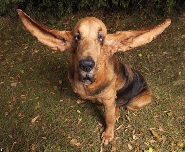 Самые длинные уши собаки достигают 34,9 см правое и 34,2 см левое. Уши принадлежат Тиггеру – бладхаунду, принадлежащему Брайану и Кристине Флесснер из штата Иллинойс.