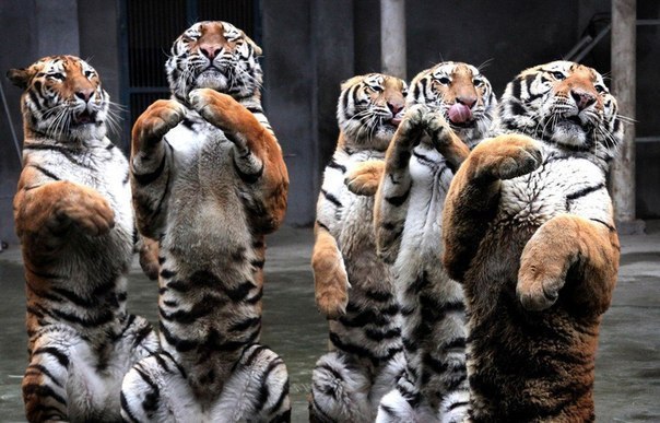 Танцующие тигры