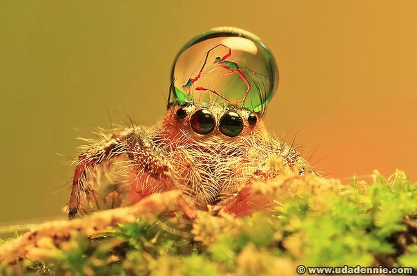 Самые умилительные пауки в шапочках 