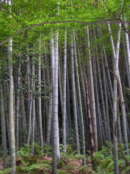 Бамбуковое дерево может вырастать на 1 метр за сутки.