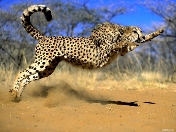 Длина прыжка гепарда может достигать 8 метров.