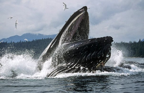 Низкочастотный крик горбатого кита - самый громкий звук, изданный живым существом.
