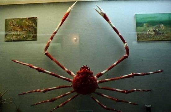 Краб-паук - один из самых крупных представителей членистоногих: крупные особи достигают в длину до 3.5 м.