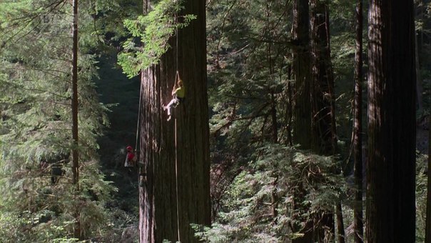 В калифорнийском парке секвой растут 3 самых высоких дерева на планете. Высота самого высокого из них – больше ста метров. Это высота 30-этажного дома.