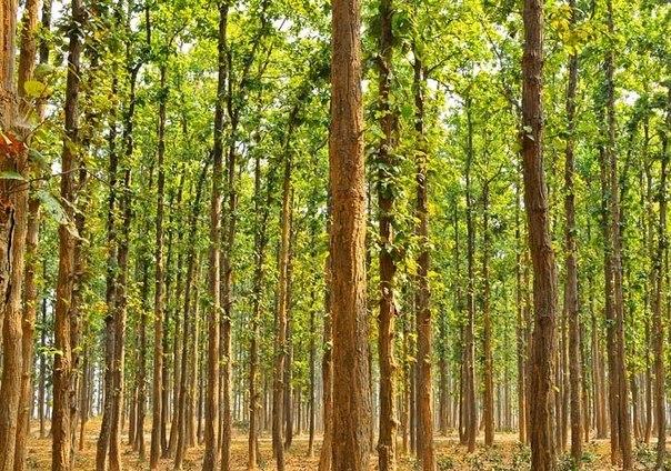 Один житель Индии в одиночку посадил лес площадью больше 500 гектар.