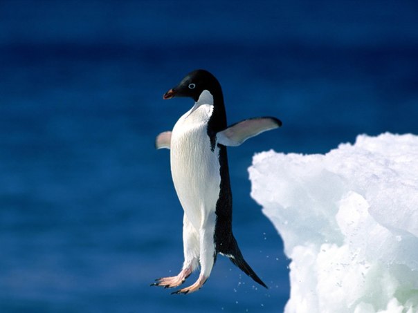 Пингвин - единственная птица, которая умеет плавать, но не умеет летать