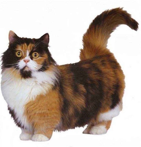 Манчкин - порода кошек с непривычно короткими лапками.