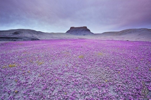 Пустыня Анца Боррего цветет раз в несколько лет и бывает это весной.