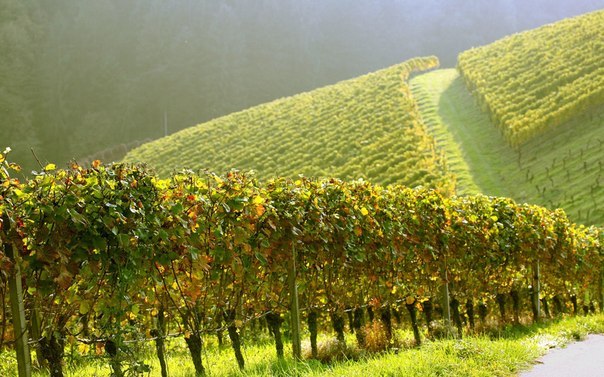 Самый старый из существующих на сегодняшний день виноградников был посажен в 17 веке. С него до сих пор собирают по 35-55 килограмм винограда и делают вино.