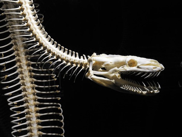 Самые крупные окаменелые останки змеи относятся к вымершему виду Титанобоа. Это существо жило 60 миллионов лет назад и достигало 15 метров в длину.