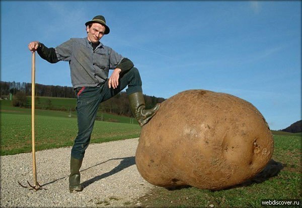 Самый большой картофель в мире