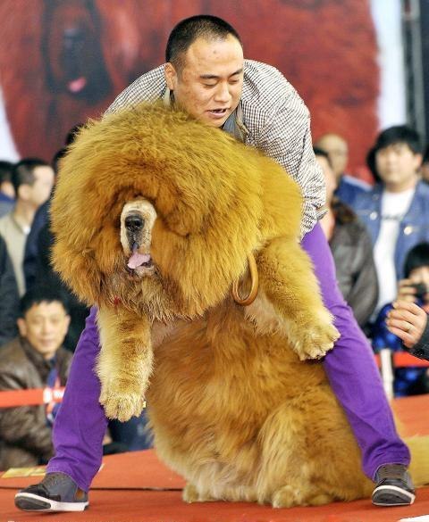 На аукционе в Китае за 1 583 000 долларов был продан тибетский мастиф Данная сделка установила новый рекорд - предыдущая собака, которая считалась самой дорогой в мире, также породы тибетский мастиф, была куплена за