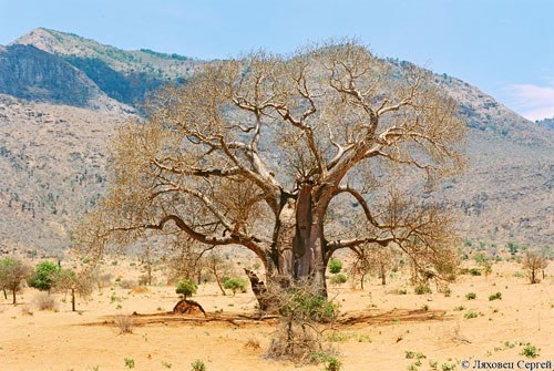 Баобаб африканский - самое засухоустойчивое растение. В стволе дерева может накопиться до 136 000 л воды.