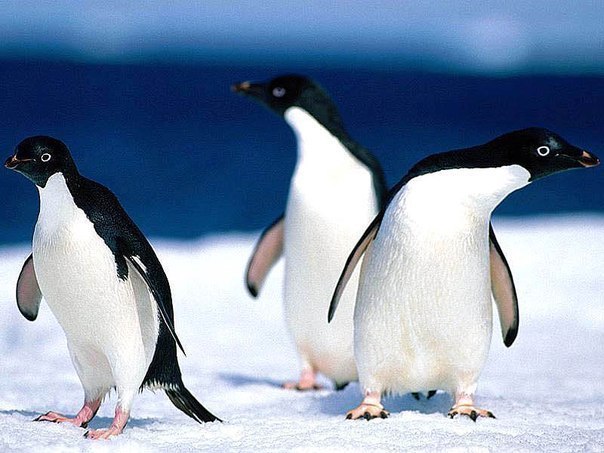 Самая редкая из профессий на Земле существует в Антарктике - Переворачивательпингвинов. 