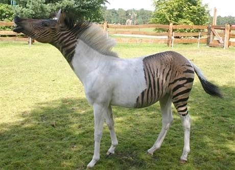В немецком сафари-парке живёт Зорс (от англ. zebra и horse - лошадь) по кличке Иклипс (Eclipse), который получился в результате скрещивания лошади и зебры.