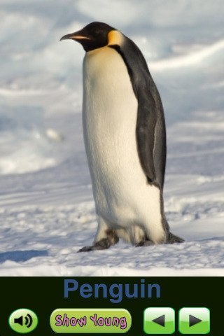 Самый глубокий нырок среди птиц зафиксирован в 1990 году. В море Росса один из императорских пингвинов нырнул на глубину 483 метра.