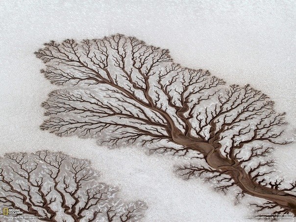 Эти "деревья" в пустыне в Нижней Калифорнии (Мексика) являются приливно-отливными потоками. Автор фото: Adriana Franco.