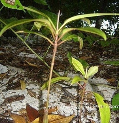 В лесах Индии растет растение калир-канда, называемое на местном наречии «обмани желудок». Съев 1–2 листочка, человек чувствует сытость на протяжении целой недели, несмотря на то, что в листьях нет никаких питательных веществ.