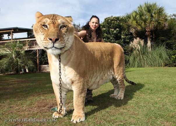 Геркулес – самый крупная кошка .Однако это не обычная домашняя кошка, Геркулес – лигр, то есть гибрид, рожденный от льва и тигрицы, и весит рекордные 408 килограмм, при росте – 1,8 метр и длине тела 3,6 метра.