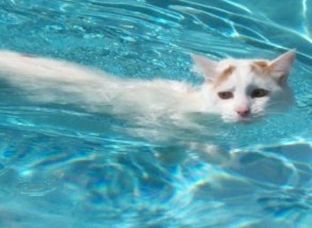 Турецкий ван - единственная порода кошек, которые очень любят купаться! В отличие от своих собратьев эти животные без всякого принуждения и с явным удовольствием лезут в любой ближайший водоем и радостно плещутся на мелководье.