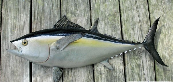 Скумбрия и тунец погибают, если перестают двигаться