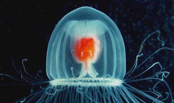 Бессмертная медуза Turritopsis Nutricula – единственное бессмертное существо на Земле.