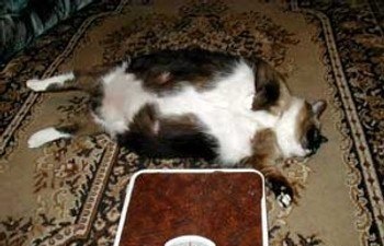 Самая толстая кошка Кэти живёт на Урале. В свои 5 лет она весит 23 кг.
