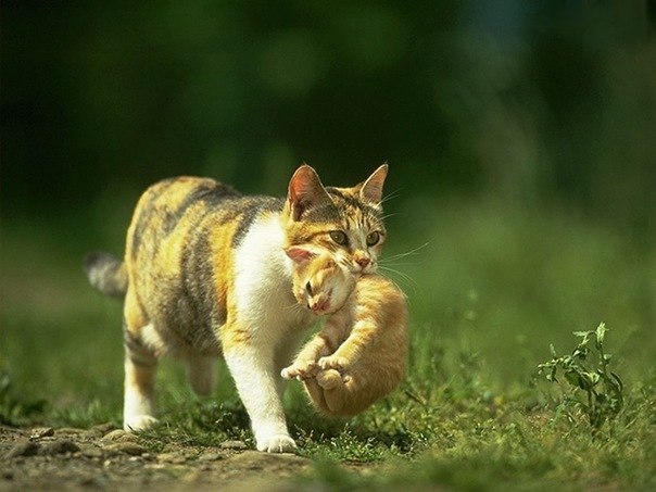 Кошки переносят своих котят, схватив их за холку. Дело в том, что у кошек в районе холки имеется "пучок" нервов, при пережимании которых котенок не может двигаться.