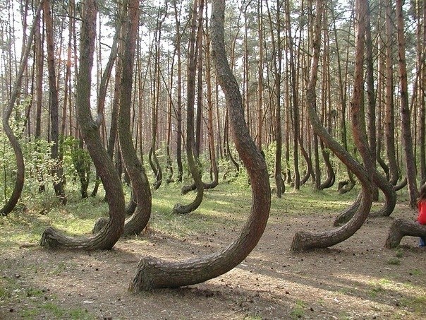 "Кривой лес" в Польше. Всего в лесу насчитывается около 400 изогнутых сосен. Предположительно, сосны были посажены там около 1930 года и были специально искривлены для производства мебели. Все сосны выгнуты на север.