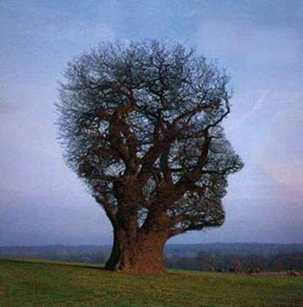 Дерево "постриженое" в виде лица человека.