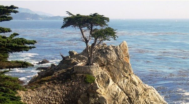 Самое фотографируемое дерево в мире - одинокий кипарис растет на обрыве на побережье Тихого океана недалеко от города Монтерей, Калифорния.