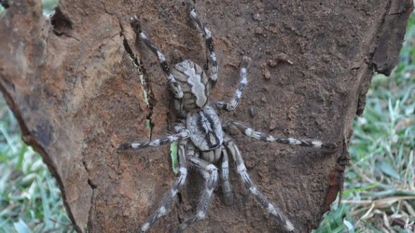 Найден неизвестный науке паук размером с человеческую голову