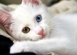 Белые коты с разными глазами - глухие.