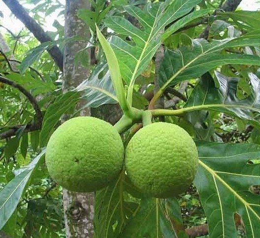 В лесах Индии растет растение калир-канда, называемое на местном наречии "обмани желудок". Съев 1-2 листочка его, человек чувствует сытость на протяжении целой недели!