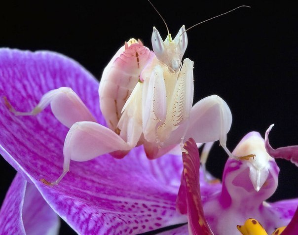 Орхидейный богомол обитает в теплых и очень влажных дождевых лесах Южной Азии. . Они столь сильны, а их челюсти столь мощны, и главное они настолько агрессивны, что могут с большим успехом нападать даже на ящериц, в том числе и на таких, которые намного превышают их размеры.