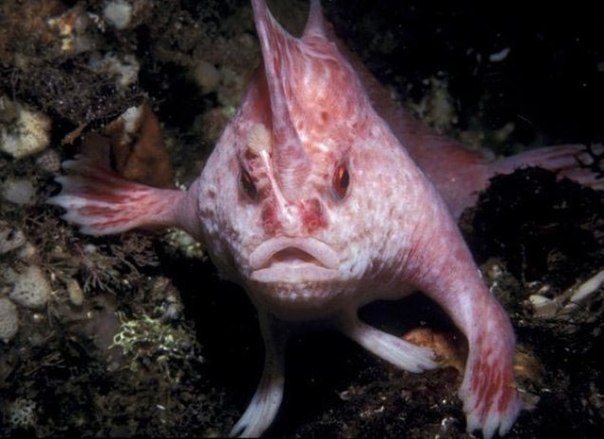 Розовая рыба-лопата, в отличие от большинства рыб, использует свои плавники, чтобы в буквальном смысле, ходить по дну моря. Странный вид был открыт в Тасмании, Австралии, но ученые обнаружили только четырех представителей.