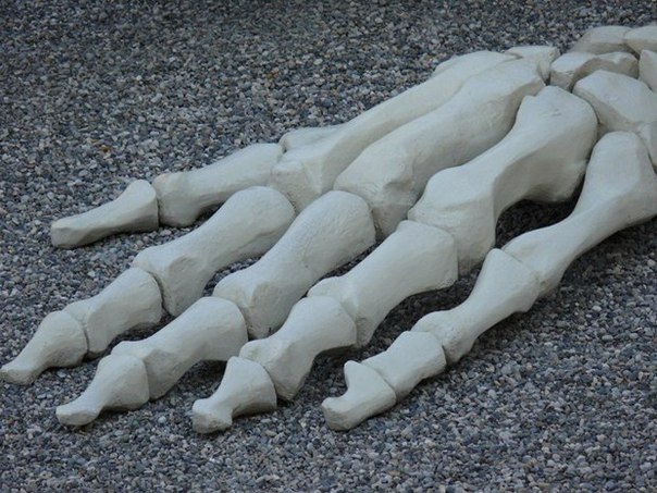 28-метровая скульптура человеческого скелета