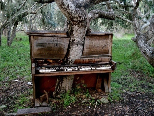 Дерево–фортепиано в Монтерей, Калифорния.