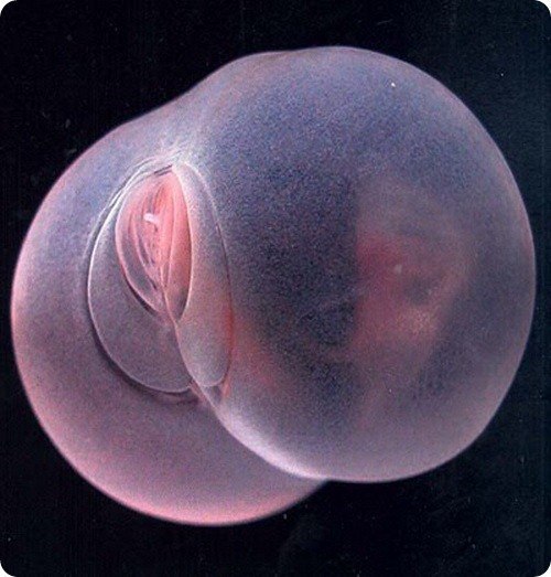 Пугапорцинус — глубоководный червь, который в конкурсе на звание «Самый странный червь» легко обойдет всех своих соперников. Этот удивительный обитатель океанских глубин в узких кругах известен как «летающие ягодицы».